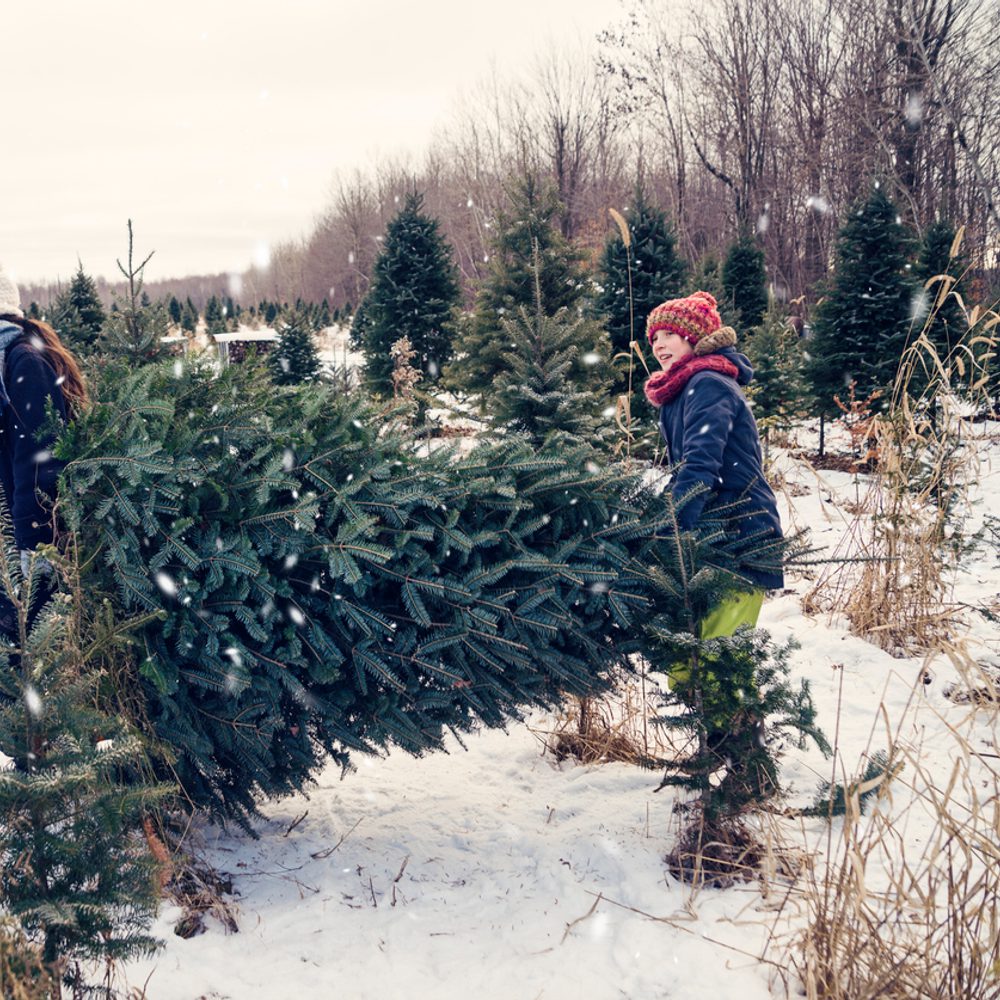 Christmas tree Alabama News