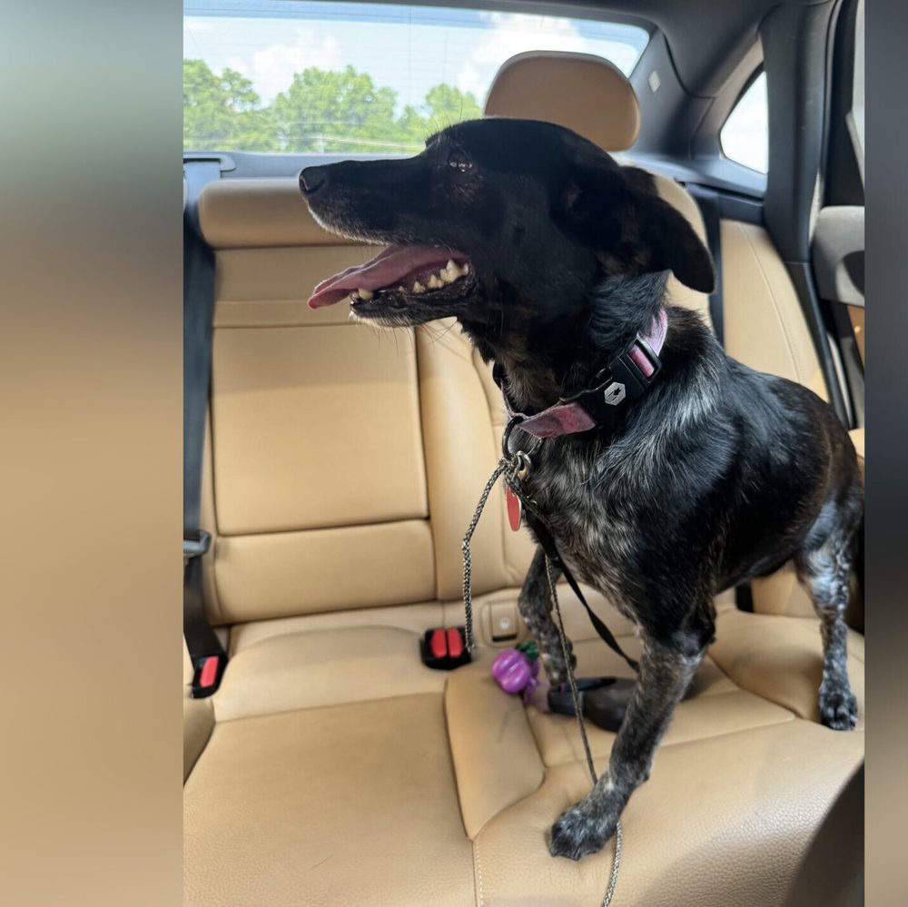 Dog, Hollie Alabama News
