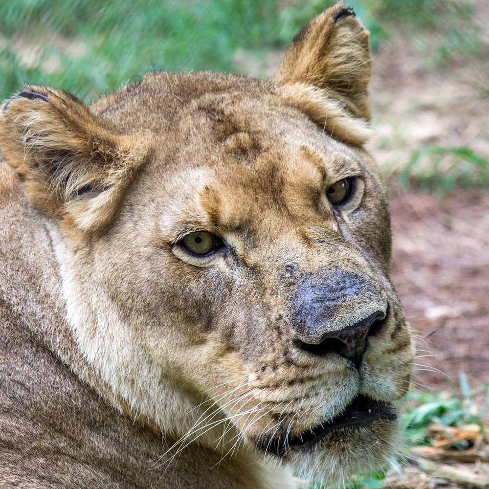 Lion 3 Alabama News