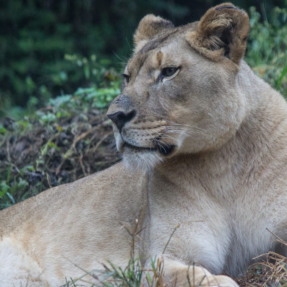 Lion1 Alabama News