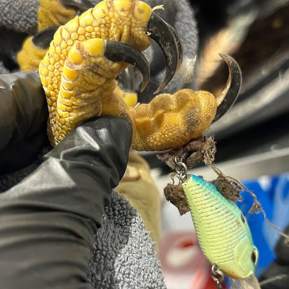 Lure in foot Alabama News