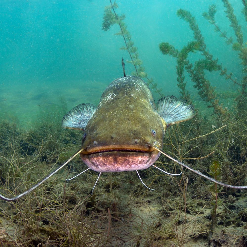 Catfish Alabama News