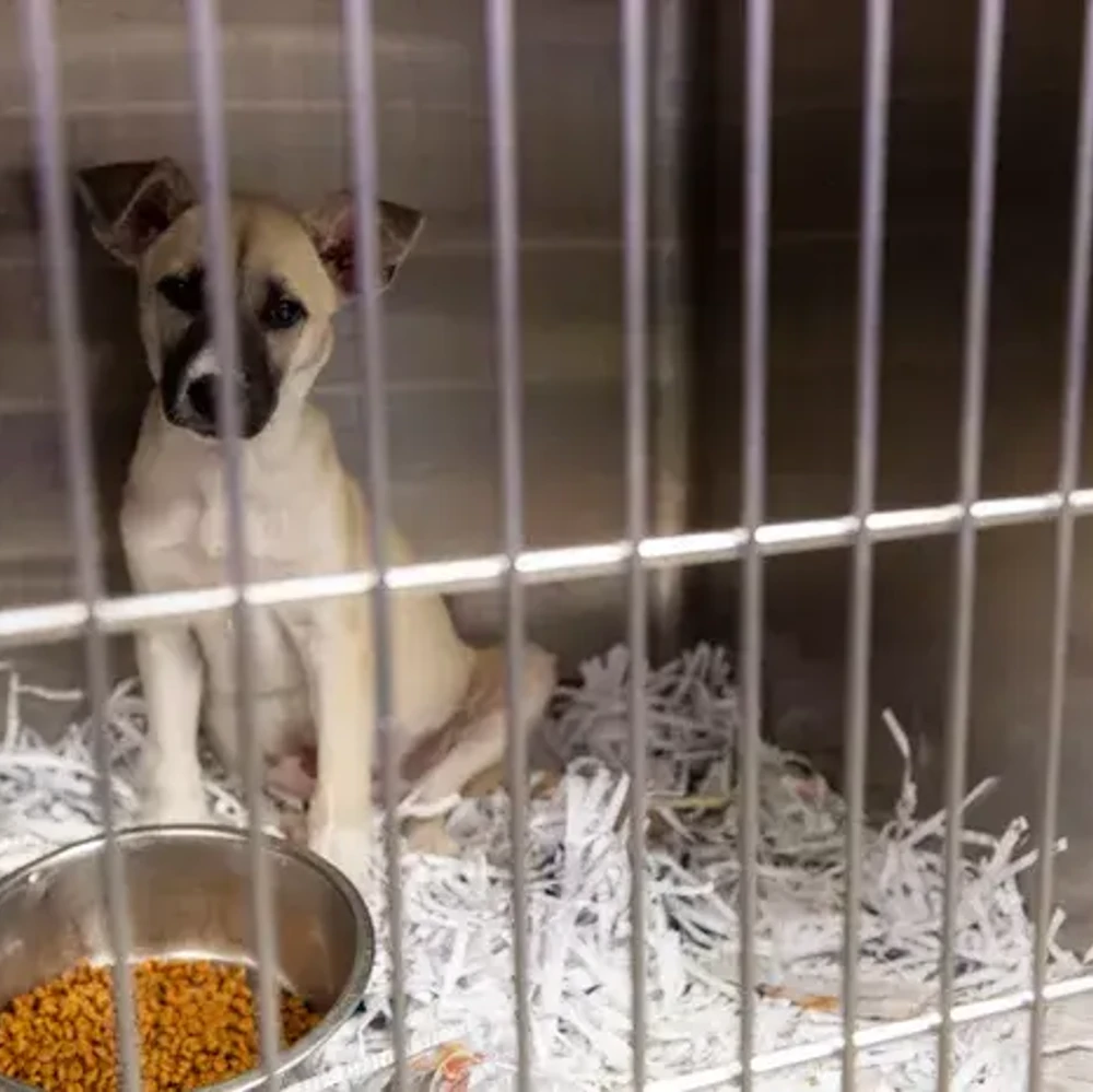 Montgomeryhumaneshelter Alabama News