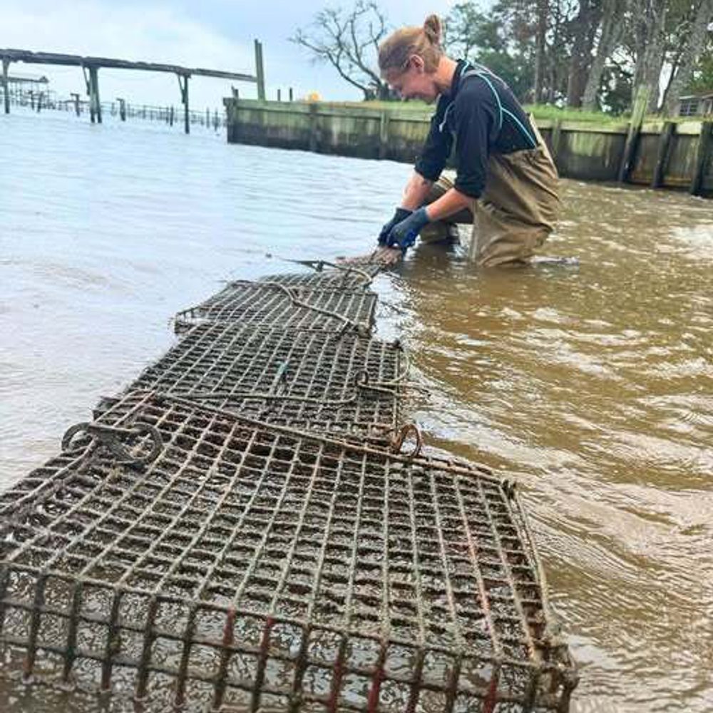 Oystergardening Alabama News