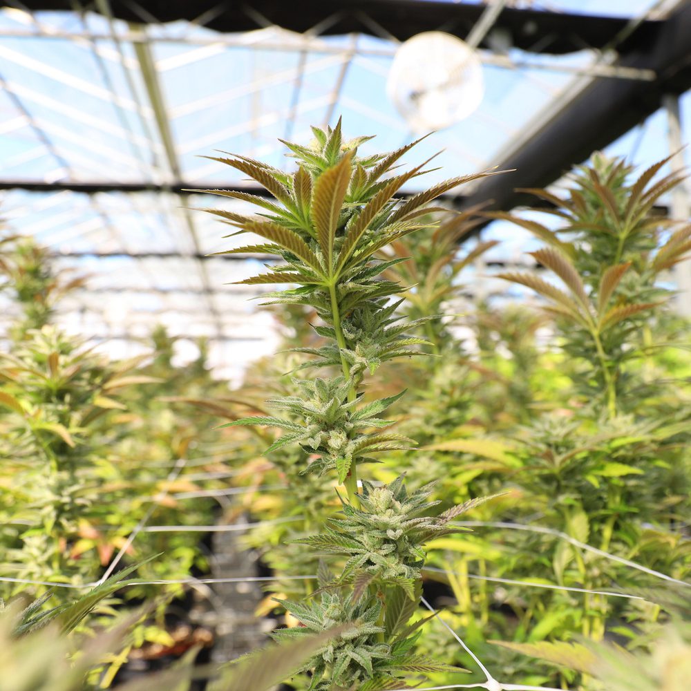 marijuana plants Alabama News