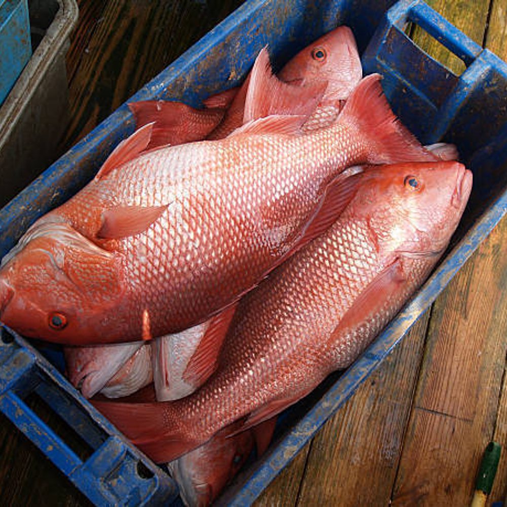 Redsnapper Alabama News