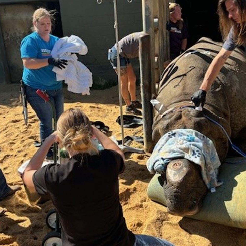 Rhino fitz Alabama News
