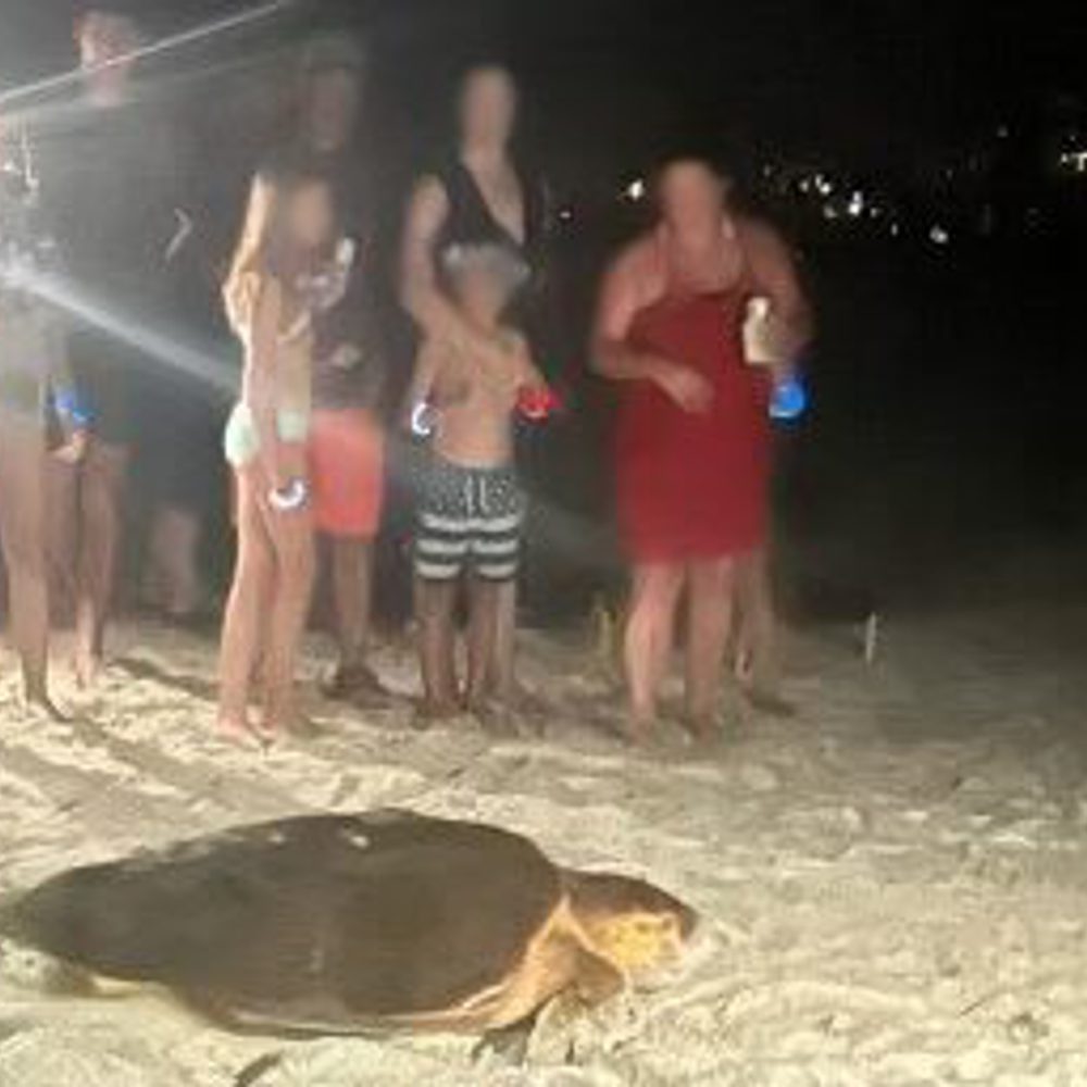 Seaturtle Alabama News