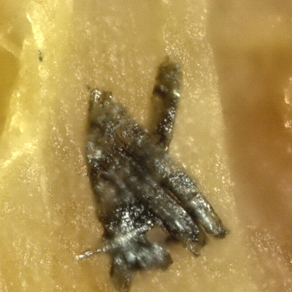Silicon structures 500x png Alabama News