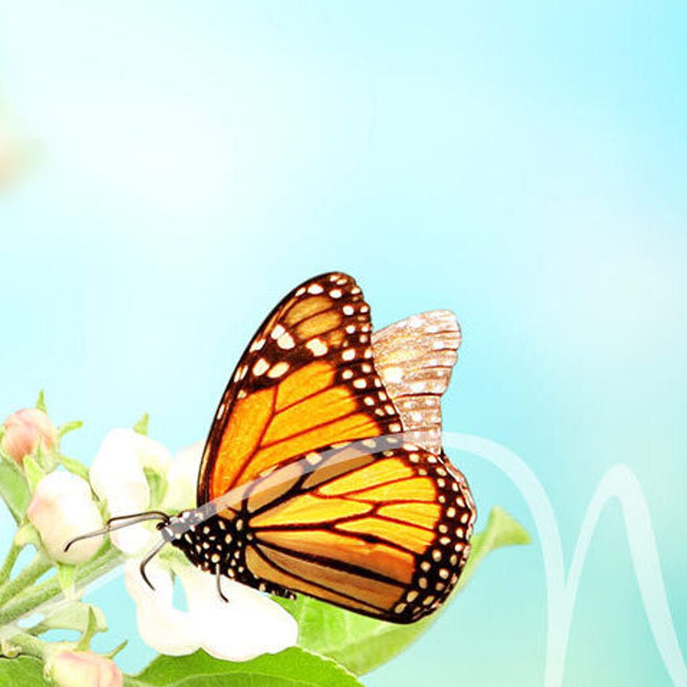 Butterflies Alabama News