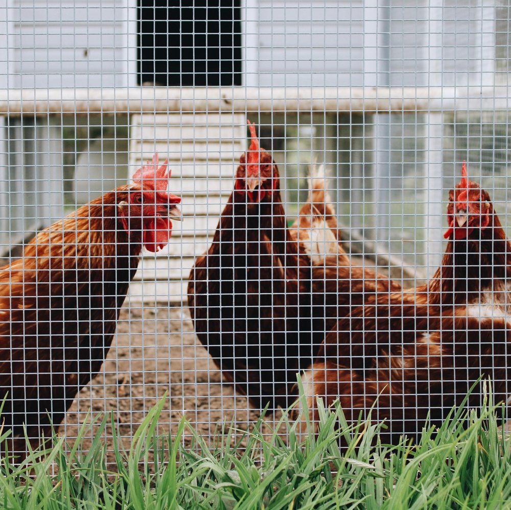 chickens Alabama News