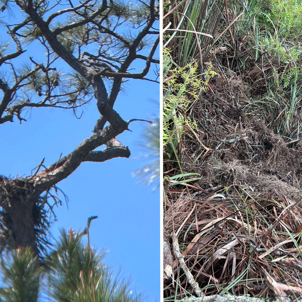 Tree and nest Alabama News