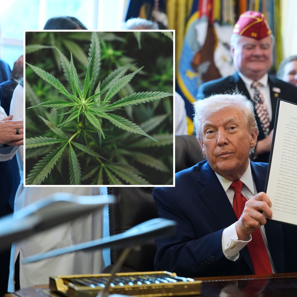 Trump cannabis Alabama News